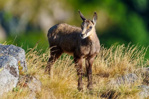 A young chamois stands attentively on a summer meadow full of grass, chamois, chamois, (Rupicapra