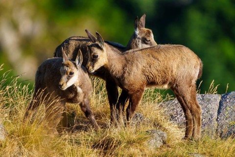 Three young chamois moving in a grassy, rocky environment surrounded by forest greenery, chamois,