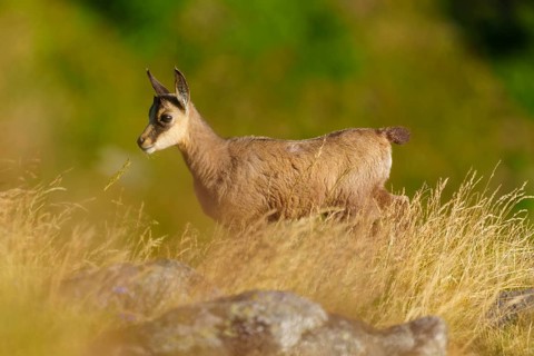 A young chamois stands in a meadow and looks sideways, surrounded by grass in summer, chamois,