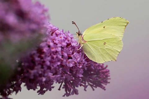 A lemon butterfly (Gonepteryx rhamni) sitting on a purple blossom, summer lilac (Buddleja davidii),