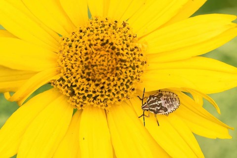 Nymph of a purple fruit bug (Carpocoris purpureipennis) on a yellow flower, sun-eye (Heliopsis),