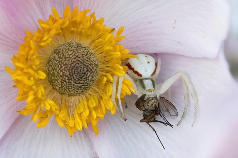 Goldenrod crab spider (Misumena vatia) with prey fly on the flower of an autumn anemone (Anemone