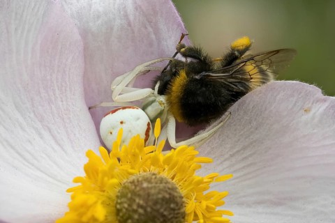 Goldenrod crab spider (Misumena vatia) with captured bumblebee on the flower of an autumn anemone