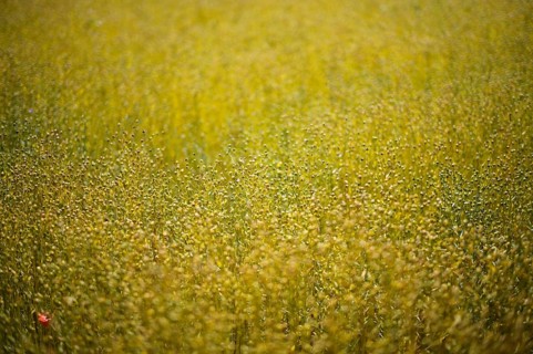Flax field, flax, (Linum usitatissimum) Linaceae, Normandy, Calvados, France