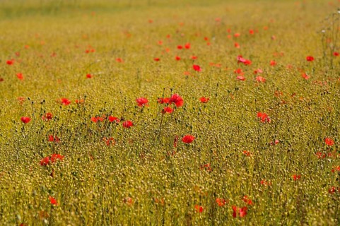 Corn poppy (Papaver rhoeas) Flax field, flax, (Linum usitatissimum), linen family (Linaceae),