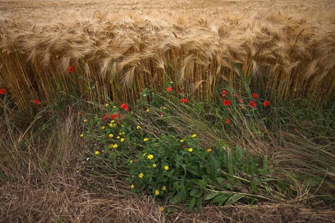 Flowering strip, corn poppy (Papaver rhoeas) in barley field, barley, (Hordeum vulgare) cereals,
