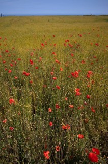 Corn poppy (Papaver rhoeas) Flax field, flax, (Linum usitatissimum) Linaceae, Normandy, Calvados,