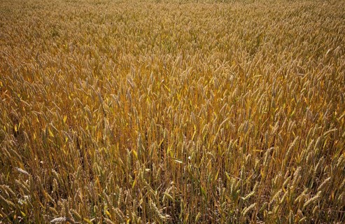Wheat, (Triticum), wheat field, grain, Normandy, Calvados, France