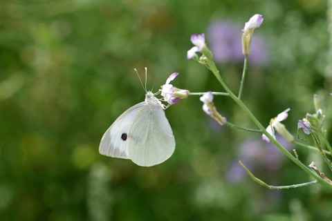 Cabbage butterfly (Pieris brassicae), close-up, flower, summer, The cabbage butterfly sucks nectar
