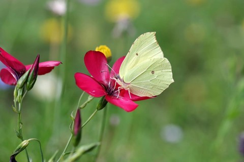 Lemon butterfly (Gonepteryx rhamni), Linum grandiflorum, garden, colourful, Germany, The lemon