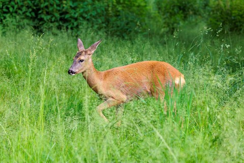 A female roe deer (Capreolus capreolus) crosses a green meadow. Bavaria, Germany