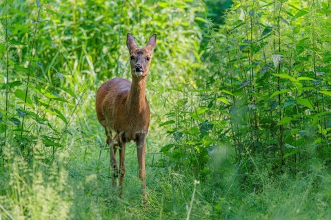 A female roe deer (Capreolus capreolus) crosses a nettle thicket. Bavaria, Germany