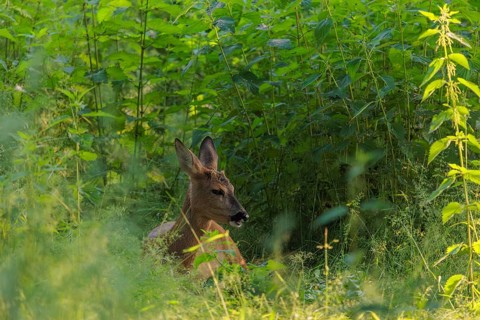 A female roe deer (Capreolus capreolus) rests in nettle thicket. Bavaria, Germany