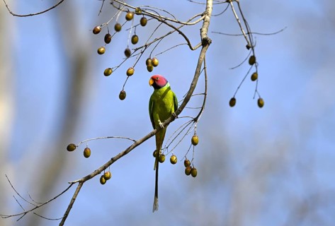 Plum-headed Parakeet (Psittacula cyanocephala), Corbett National Park, near Ramnagar, Uttarakhand