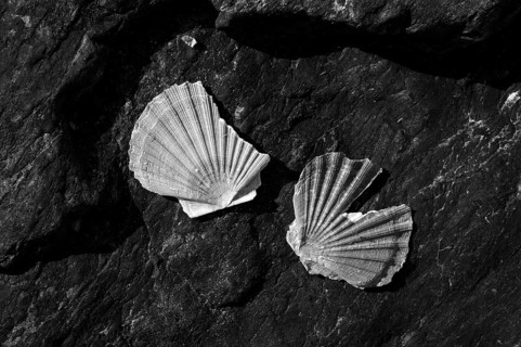 Scallops washed up on volcanic rock, black and white, Grandcamp-Maisy, Normandy, Calvados, France