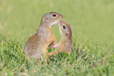 European ground squirrel (Citellus citellus), adult with young, kissing, wildlife, animals, mammal,