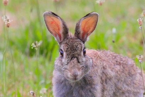 Wild rabbit (Oryctolagus cuniculus), portrait, wildlife, animals, mammal, Podersdorf, Lake Neusiedl