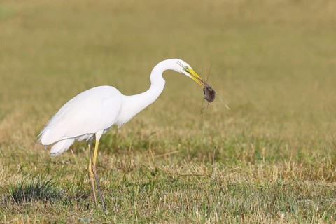 Great Egret (Egretta alba), standing with a caught field mouse (Microtus arvalis) in a mown meadow,