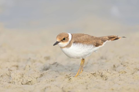 Little Ringed Plover, Little Ringed Plover, (Charadrius dubius), young bird standing on sandy