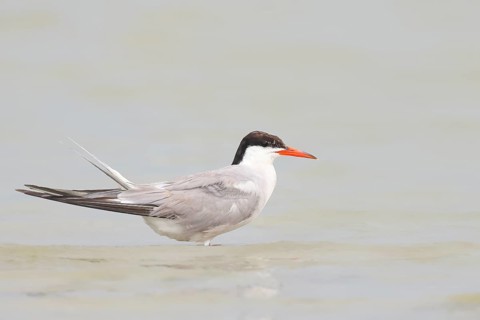 Common Tern (Sterna hirundo) standing in shallow water, terns, wildlife, nature photography,