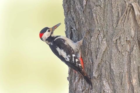 Blood woodpecker (Dendrocopos syriacus) male, looking for food on a tree trunk, wildlife, animals,