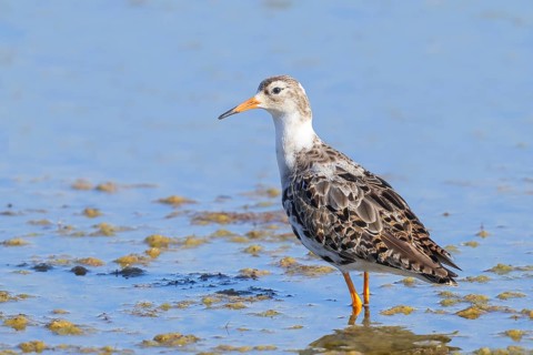 Ruff, (Philomachus pugnax), male looking for food, standing in shallow water, wildlife, animals,
