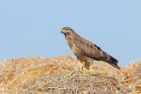 Buzzard (Buteo buteo) adult bird sitting on a pile of straw, wildlife, nature photography, birds,