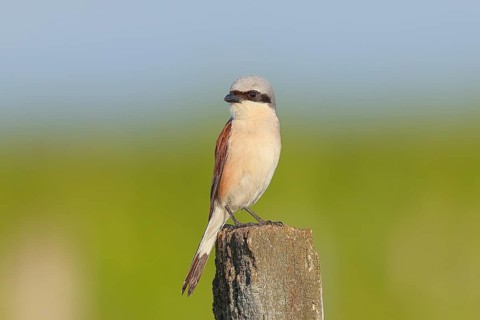 Red-backed shrike (Lanius collurio) male on post, looking for prey, wildlife, migratory bird,