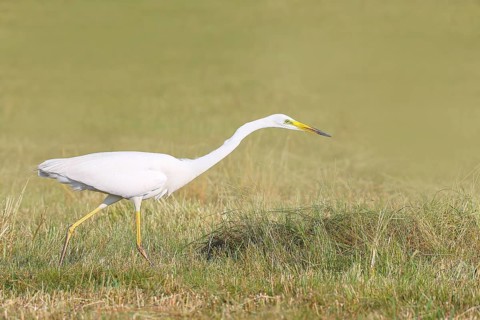 Great Egret (Egretta alba), looking for food in a mown meadow, wildlife, nature photography, heron,