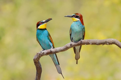 Bee-eater (Merops apiaster) pair sitting on a branch, male, female, breeding, wildlife, mating,