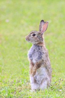 Wild rabbit (Oryctolagus cuniculus) standing upright in meadow, wildlife, animals, mammal,