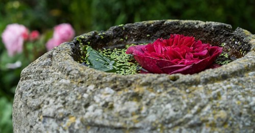 Flower in a bowl of water, North Rhine-Westphalia, Germany