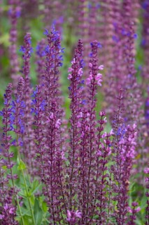 Steppe sage (Salvia nemorosa), North Rhine-Westphalia, Germany