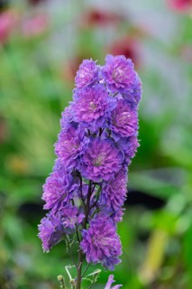 Delphiniums (Delphinium), North Rhine-Westphalia, Germany