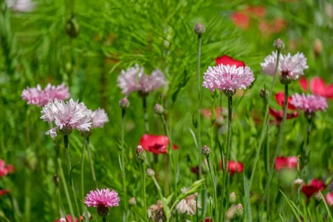 Pink cornflowers in a colourful flower meadow, Münsterland, North Rhine-Westphalia, Germany