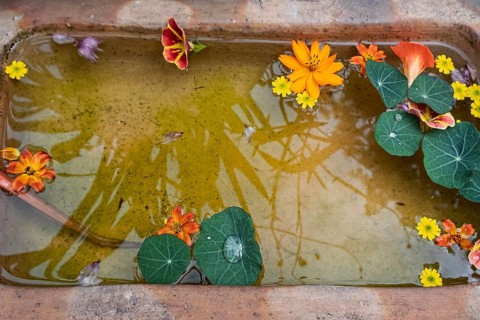 Flowers and leaves on water surface in a small pool with reflection, Netherlands