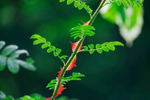 Branch with thorns of the silk rose (Rosa sericea), Netherlands