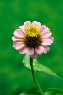 Zinnia (Zinnia elegans), flower, flowering, Germany