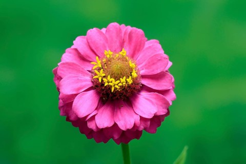 Zinnia (Zinnia elegans), flower, flowering, Germany