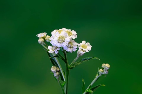 Marsh yarrow (Achillea ptarmica), flowering, flowers, Ellerstadt, Germany