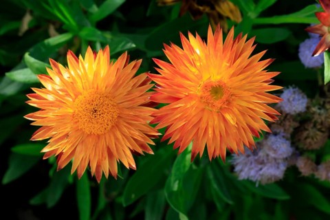 Strawflower (Xerochrysum bracteatum), blooming, flowers, Ellerstadt, Germany