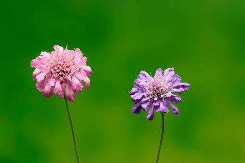 Pigeon Scabiosa (Scabiosa columbaria), pigeonweed, flowering, flowering, Ellerstadt, Germany