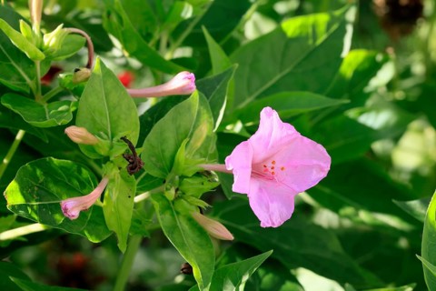 Mirabilis jalapa, blooming, flower, Ellerstadt, Germany