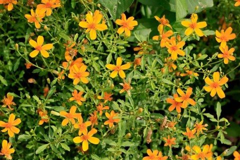 Tagetes tenuifolia (Tagetes tenuifolia), flower, in bloom, Ellerstadt, Germany