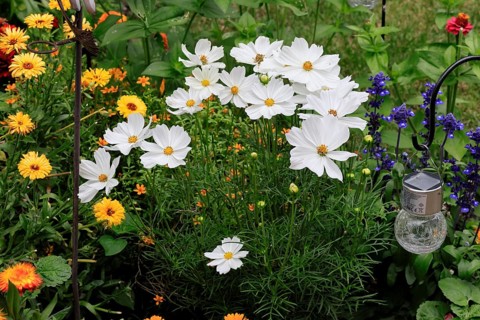 Ornamental basket (Cosmos bipinnatus), flower, flowering, Germany