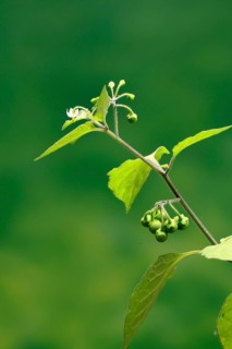 European Black Nightshade (Solanum nigrum), flower, flowering, fruit, Germany