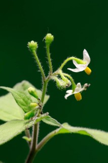 European Black Nightshade (Solanum nigrum), flower, flowering, Germany