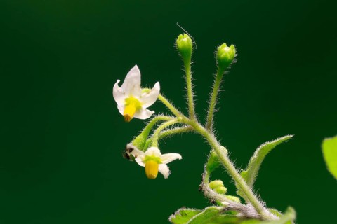 European Black Nightshade (Solanum nigrum), flower, flowering, Germany