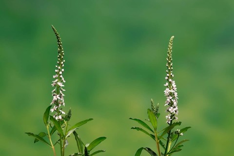 Snow field horsetail (Lysimachia clethroides), flower, flowering, Germany