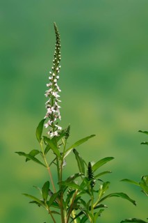 Snow field horsetail (Lysimachia clethroides), flower, flowering, Germany